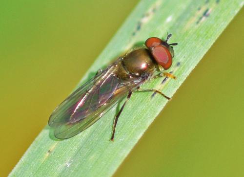 Réf. 350 115 : Platycheirus albimanus